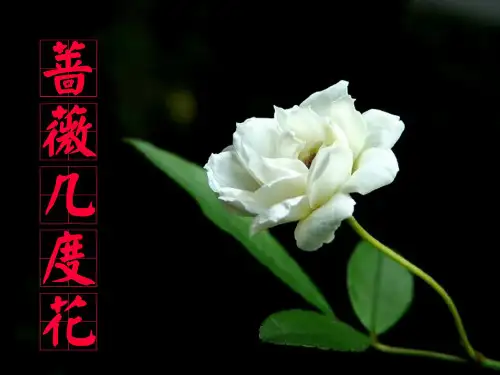 蔷薇几度花