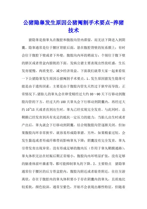 公猪隐睾发生原因 公猪阉割手术要点 - 养猪技术