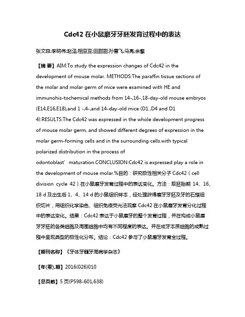 Cdc42在小鼠磨牙牙胚发育过程中的表达