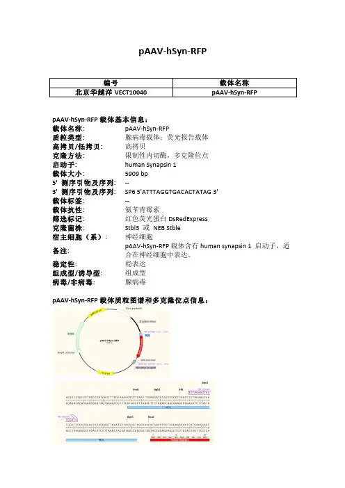 pAAV-hSyn-RFP腺病毒载体说明(图)
