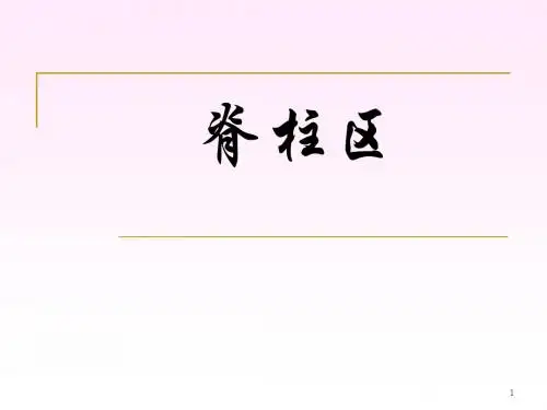 脊柱区解剖图PPT课件
