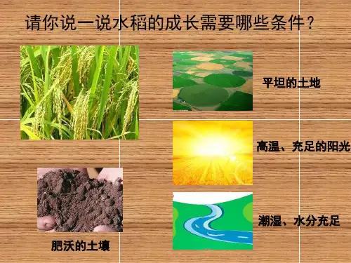 人教版七年级历史与社会上册 3.稻作文化的印记(共23张PPT)