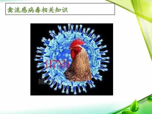 禽流感病毒相关知识  ppt课件
