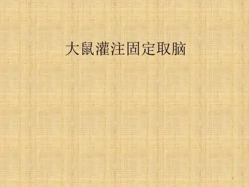 大鼠灌注固定取脑解剖取材ppt课件