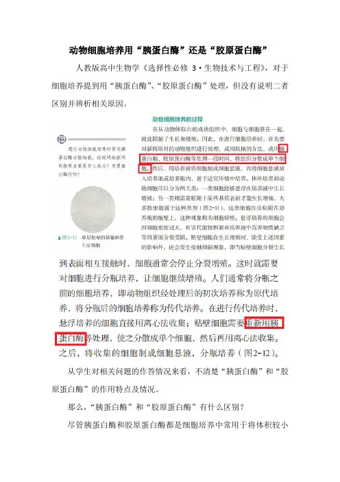 动物细胞培养用“胰蛋白酶”还是“胶原蛋白酶”2023——2024学年度第一学期高中生物学选择性必修三