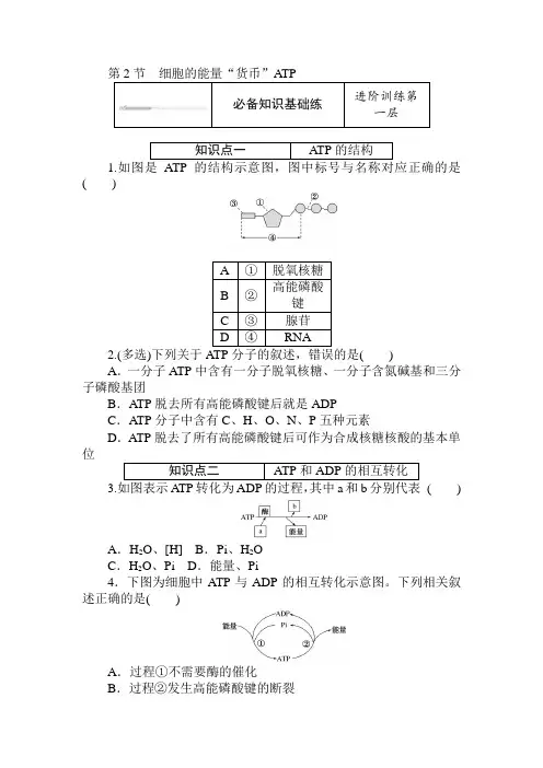 2020-2021学年高中生物新人教版必修1  5.2 细胞的能量“货币”ATP 作业