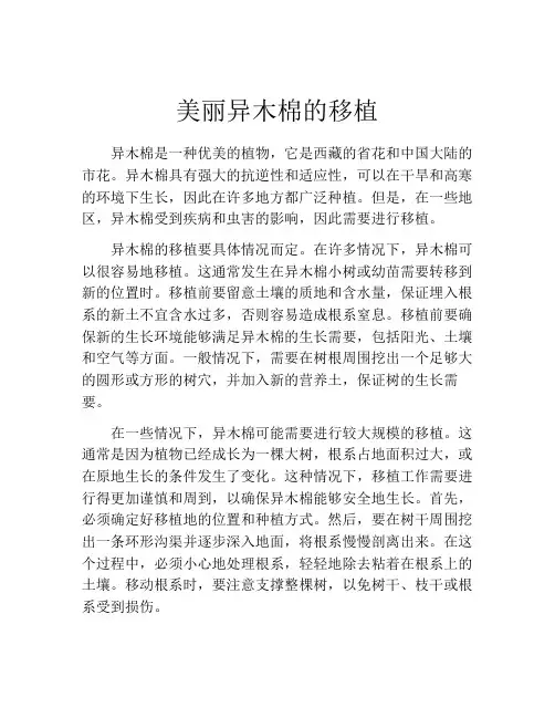 美丽异木棉的移植