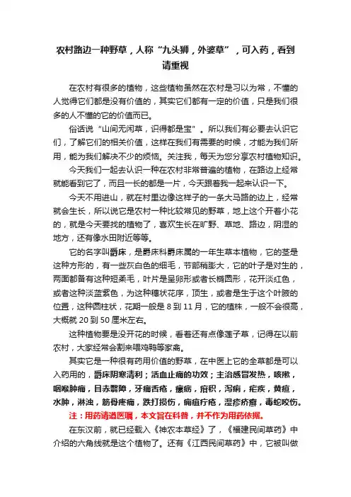 农村路边一种野草，人称“九头狮，外婆草”，可入药，看到请重视