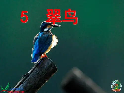 新课标人教版语文三年级下册《5翠鸟》