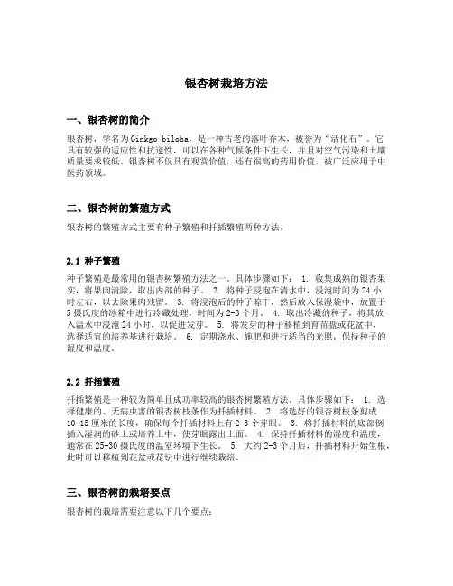 银杏树栽培方法