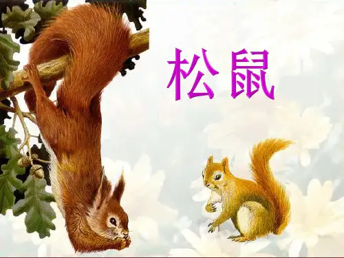 人教(部编版)五年级上册语文《松鼠》课件