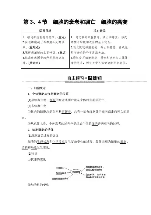 2019-2020学年人教版生物必修一讲义：第6章 第3、4节 细胞的衰老和凋亡 细胞的癌变 