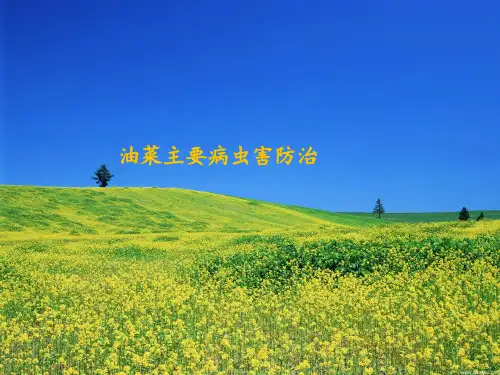 油菜主要病虫害防治