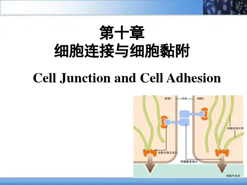 细胞连接与细胞粘附知识讲解