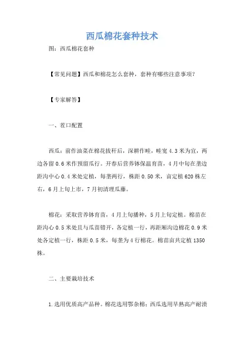 西瓜棉花套种技术