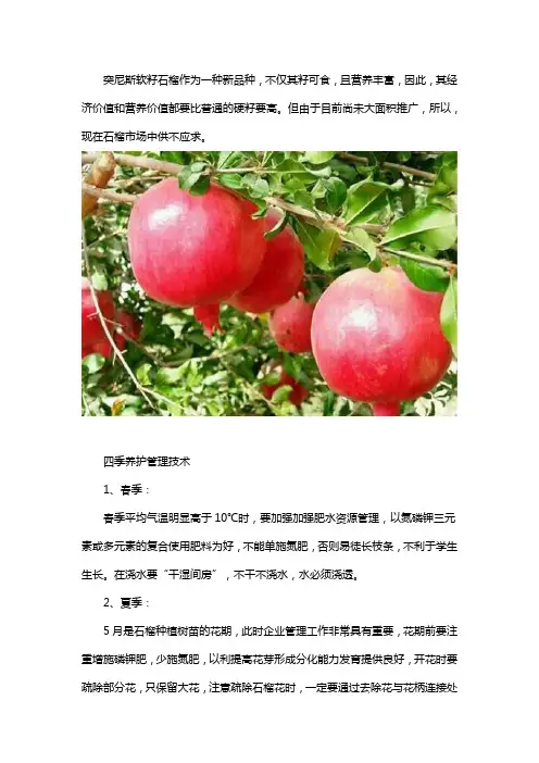 突尼斯软籽石榴树苗的四季管理方法