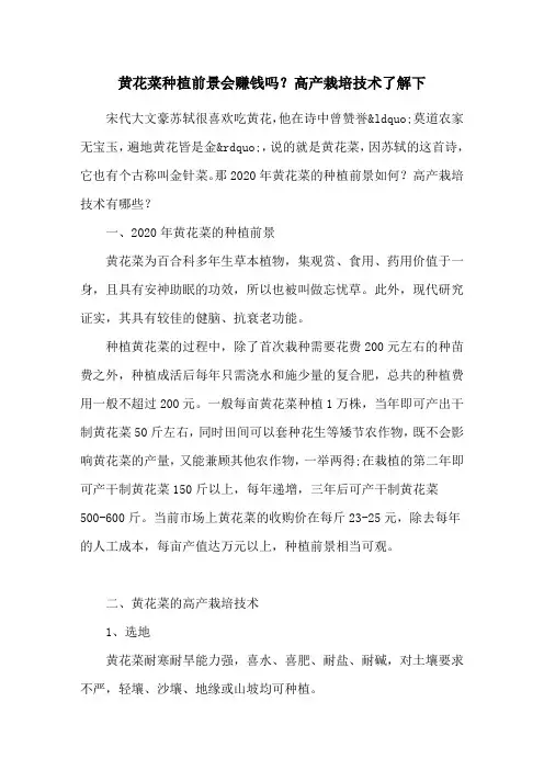 黄花菜种植前景会赚钱吗？高产栽培技术了解下