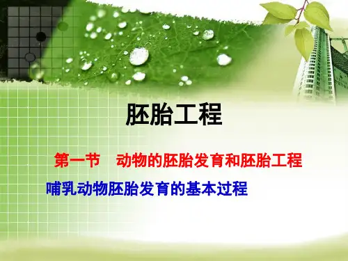 动物胚胎发育的基本过程