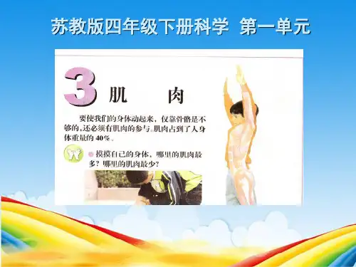 苏教版四年级下册科学-第一单元-3.肌肉.ppt