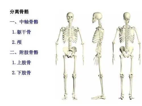 躯干骨及连结