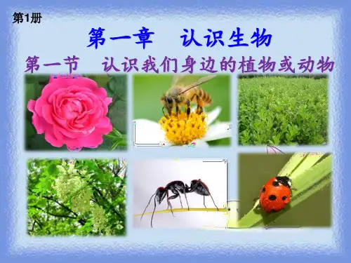 北京版七上《第一节 认识我们身边的植物和动物》ppt1