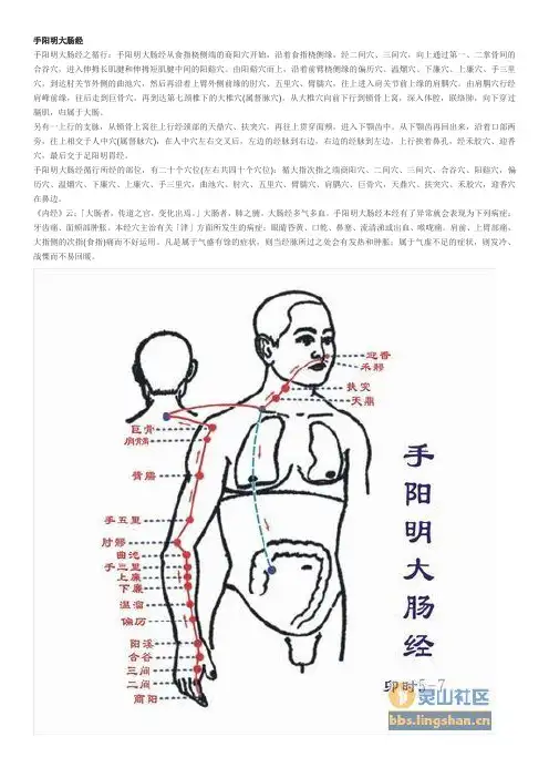 手阳明大肠经