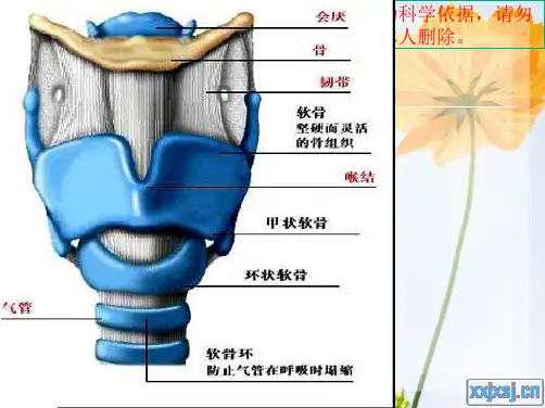 新全喉切除术和半喉切除术培训课件