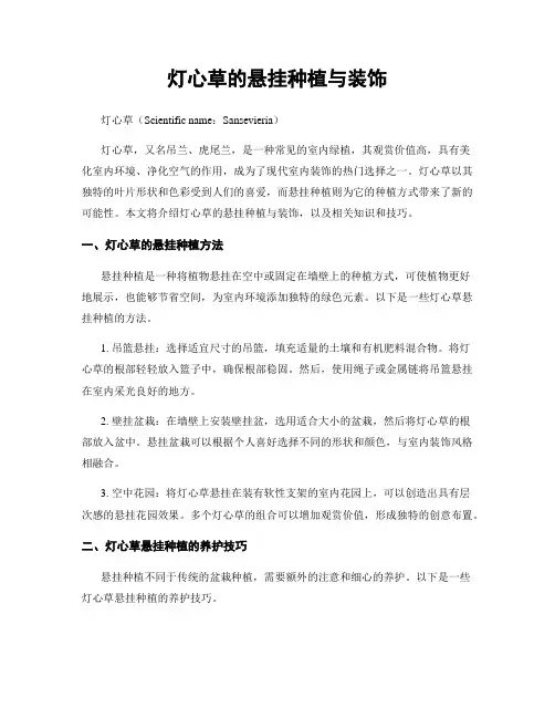灯心草的悬挂种植与装饰