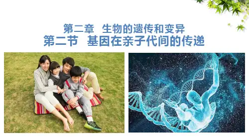 人教版生物八年级下册7.2.2基因在亲子代间的传递课件(33张PPT)