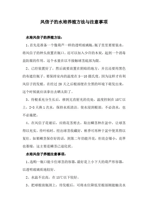 风信子的水培养殖方法与注意事项