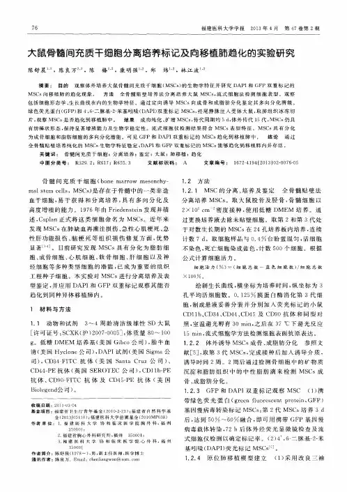 大鼠骨髓间充质干细胞分离培养标记及向移植肺趋化的实验研究