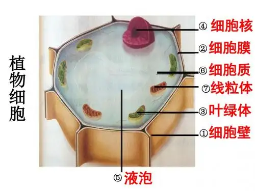 动植物体的结构层次