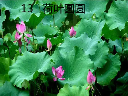 《13荷叶圆圆》第二课时ppt