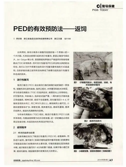 PED的有效预防法——返饲