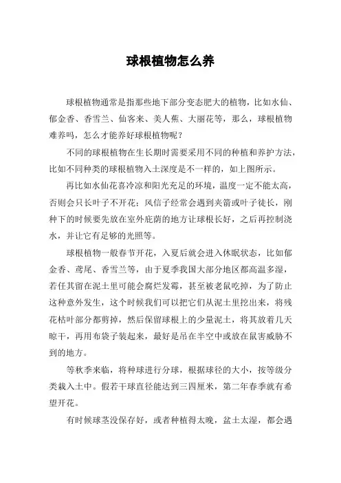 球根植物怎么养