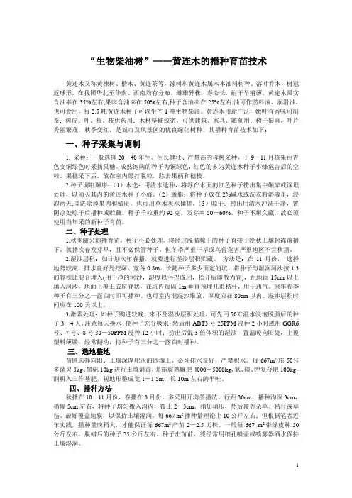 生物柴油树-- 黄连木的播种育苗技术