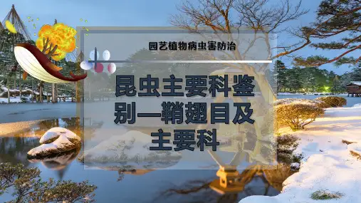 昆虫主要科鉴别—鞘翅目及主要科