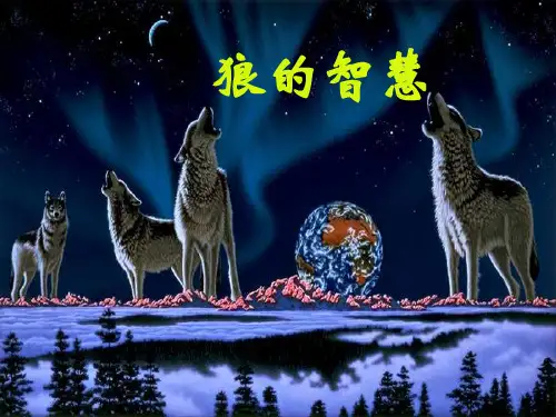 狼的智慧PPT课件