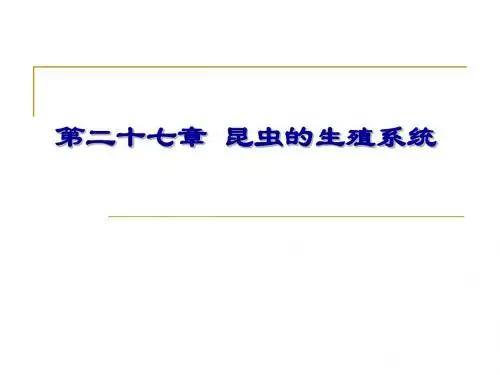 昆虫生殖系统-PPT课件