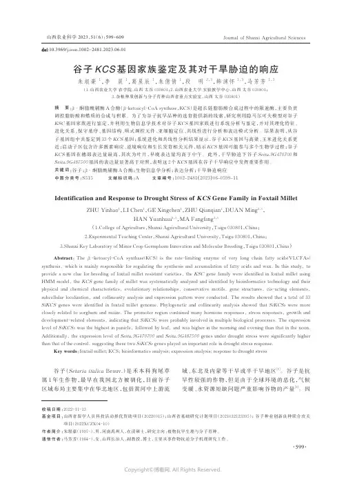 谷子KCS_基因家族鉴定及其对干旱胁迫的响应