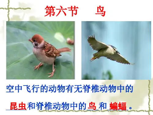_第六节_鸟课件