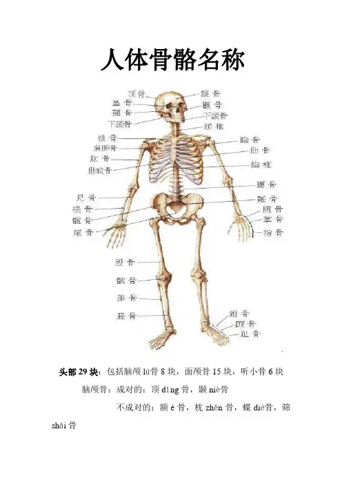 人体骨骼名称 附拼音
