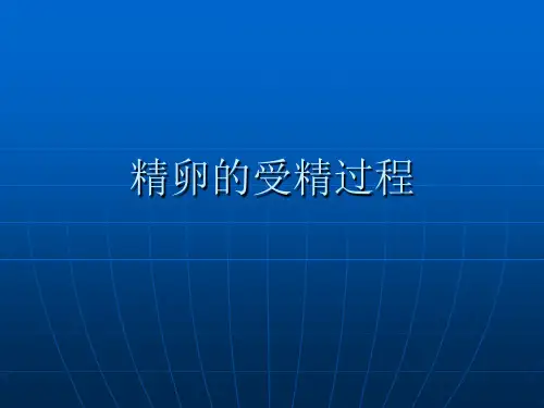精卵受精过程