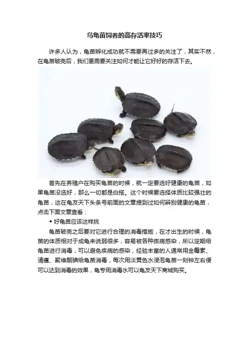 乌龟苗饲养的高存活率技巧