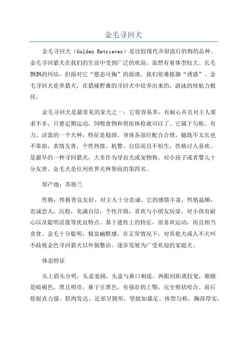 金毛寻回犬