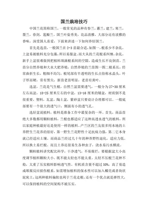 国兰栽培技巧