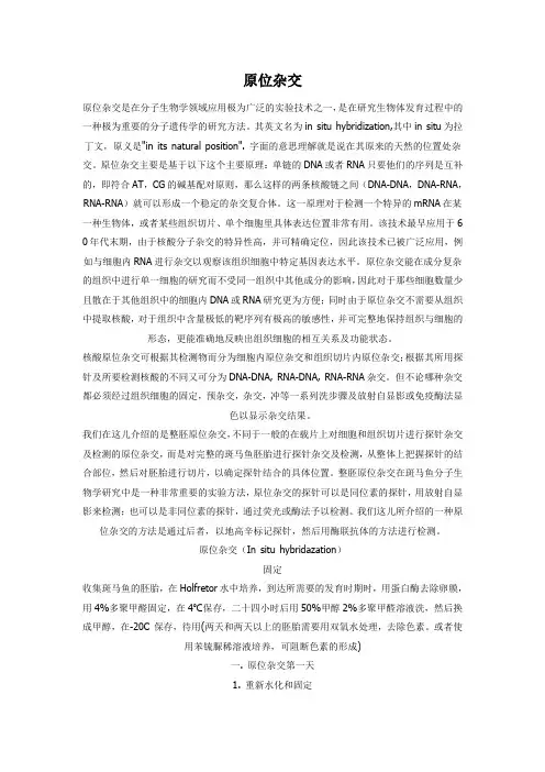 原位杂交