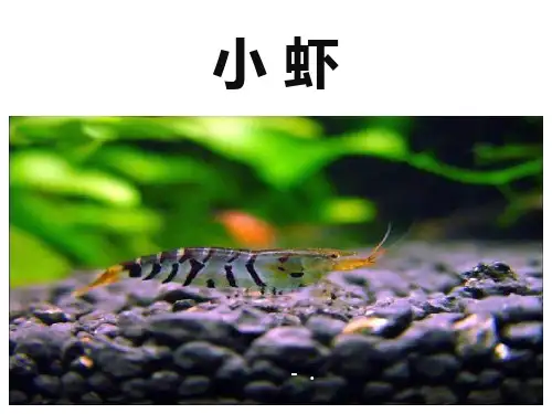 《小虾》PPT精品课件