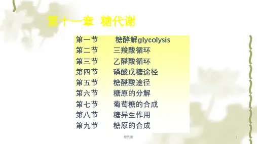 糖代谢ppt课件