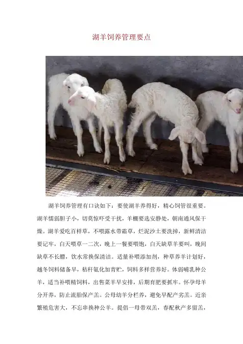 湖羊饲养管理要点